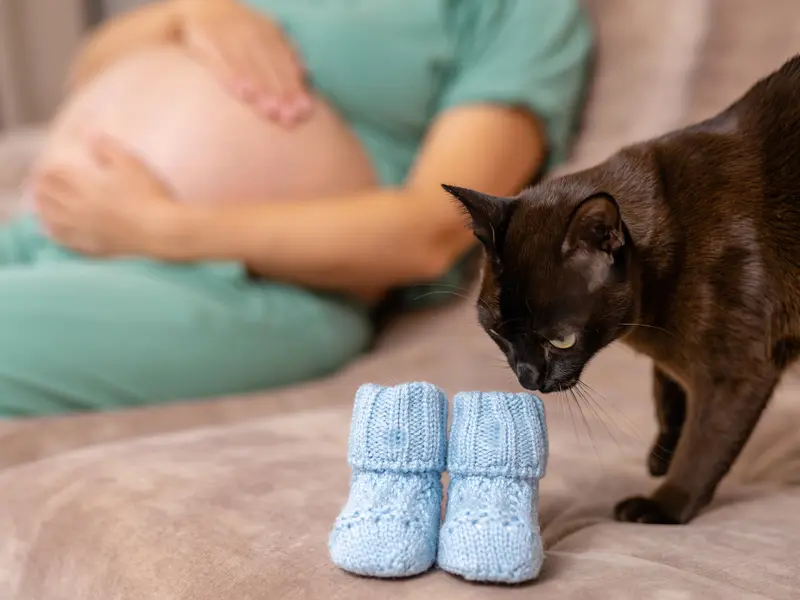 toxoplasmose grossesse